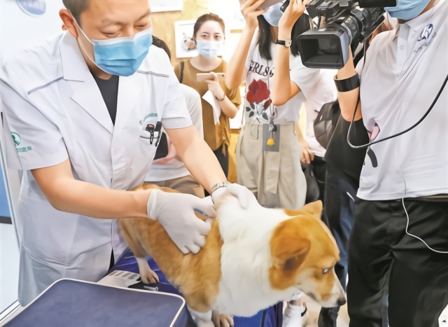 米博体育智能卡 深圳宣布免费为登记犬只植入RFID芯片